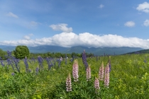 Field of Lupines in front of Franconia Notch NH 
