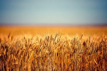 Field of Wheat - A field full of golden ripe wheat south of Chinook Montana By Todd Klassy 