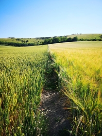 Fields at the foot of the South downs East Sussex UK  x