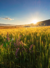Fields of gold in my hometown of Livno Bosnia Cant wait for this summer 