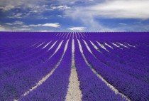 Fields of Lavender in Provence France 