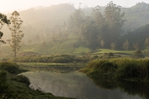 Fields of Munnar Kerala India 