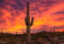 Fiery amp Vibrant Colored Sunrise With Saguaro Cactus In Scottsdale Arizona Desert Preserve  IG  swvisionsnow