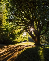 Final rays of the sun peaking through a tree Seattle Washington 