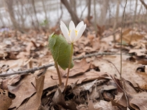 Finding a beautiful Blood Root flower Sanguinaria canadensis  like this almost made me cry 