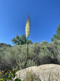 First Chaparral Yucca Hesperoyucca whipplei bloom of the season in So Cal