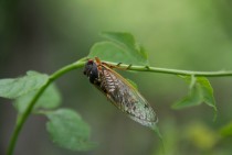 First Cicada on The East Coast