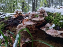 First snow and mushrooms 