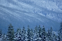 First snow in Mt Baker-Snoqualmie National Forest WA 