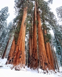 First time in Sequoia National Park CA  IG Andrew_Calder
