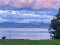 First trip to Bridge Bay Campsite overlooking Lake Yellowstone Was not disappointed 