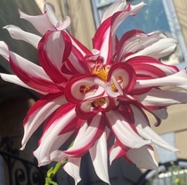 First year for this very unusual Dahlia No filter 
