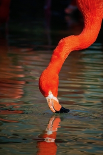 Flamingo Enjoying a Drink 