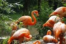 Flamingo Phoenicopteridae Ruber 