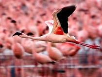 Flamingos Kenya 