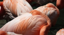 Flamingos Phoenicopterus sp 
