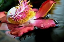 Floating Flower from Cannonball Tree Couroupita guianensis with Bonus Minnow 