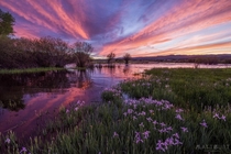 Flooded creek sunset and wild iris - Gunnison Co 