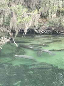 Florida Hot Springs manatees in their natural habitat 