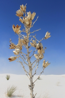 Flower at White Sands National Monument NM 