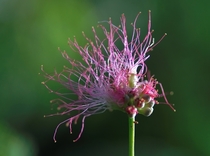Flower of a silk tree Albizia julibrissin 