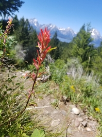 Flower on Signal Mountain Grand Teton National Park WY 