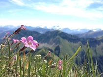 Flower on the top of the Rochers de Naye in Switzerland 