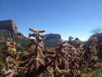 Flowering Cholla Cactus near Bell Rock Sedona AZ 