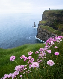 Flowers blooming all over the Cliffs of Moher Ireland 