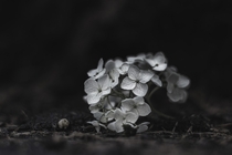 Flowers In The City - White Hydrangeas