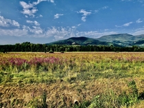 Flowery field in Tuscany near the mount Serra Lucca Italy 
