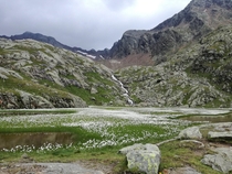 Flowery pond up high Magdeburger Htte South Tyrol Italy 