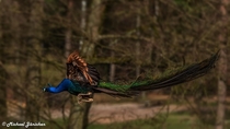 Flying colourful Peacock 