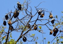 Flying foxes Pteropus poliocephalus x 
