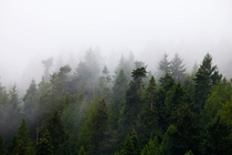 Foggy conifers at Browning Marina Pender Island BC 