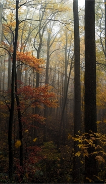 Foggy Fall In the Woods of Shenandoah 