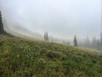 Foggy mountain meadow in the Northern Cascades WA 