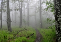 Foggy trail in Shenandoah National Park Virginia 