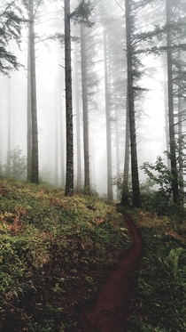 Foggy trail in the McDonald-Dunn Forest Oregon 