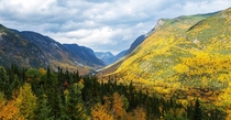 Foliage in hautes-gorges-de-la-rivire-malbaie national park Qubec Canada  