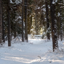 Follow the light image taken in Banff National Park OC   