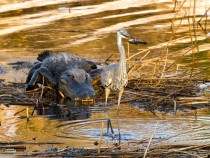 Food chain in action Alligator hunting a great blue heron swallowing a fish Paynes Prairie Preserve Florida 