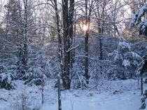 For my Cake Day Took this a while ago Early winter morning at my cabin Omer MI 