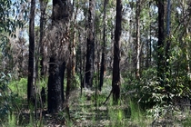 For something completely different heres  months of regrowth after bush fires in the Blue Mountains Australia 