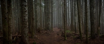 Foreboding Forest on Larch Mountain Oregon 