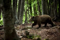 Forest dweller An adolescent brown bear roaming through the woods in Metsovo Greece