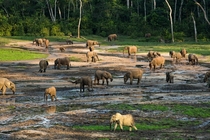 Forest Elephants gathering at the mineral rich pools of the Dzanga Baithe village of elephants in the Central African Republic  by Jerome Starkey