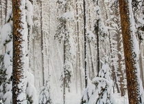 Forest in Rocky Mountain National Park during a whiteout snow storm 
