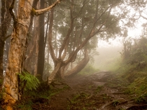 Forest on a rainy day in Maui Waihee Ridge Trail Hawaii 