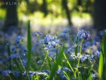 Forget-Me-Nots in Coundon Park Coventry United Kingdom 